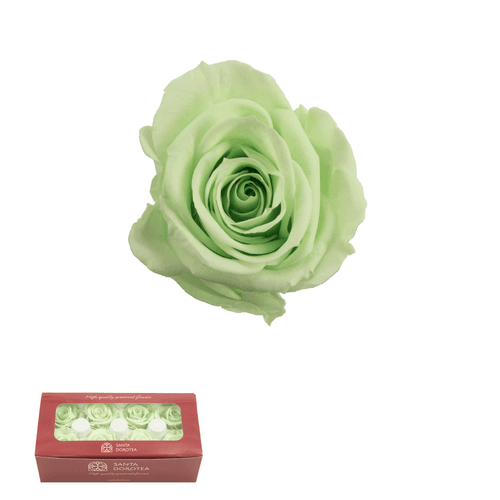 Rosa eterna Verde Lima