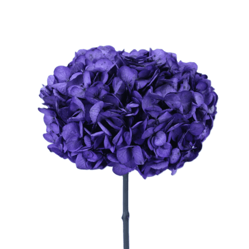 Hortensia Stabilisé Violet, Fleur stabilisée de 38-40 cm de long