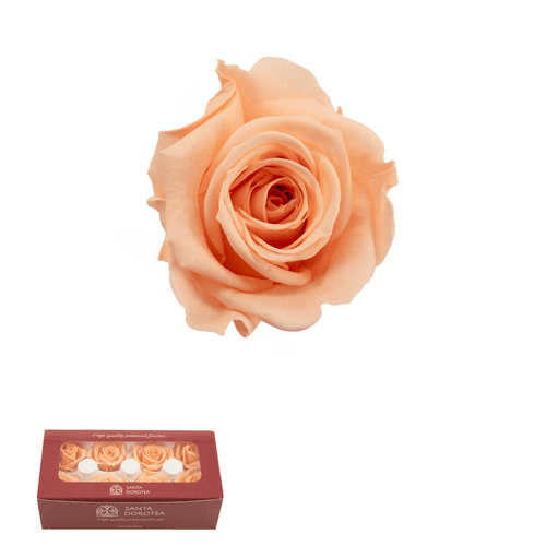 Rosa eterna Melocotón