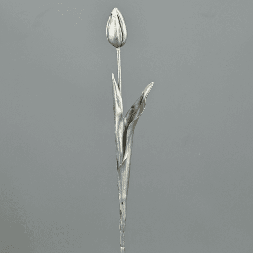 X Tulipán Plata Vieja
