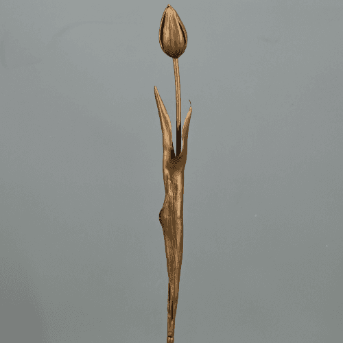 X Tulipán Oro Viejo