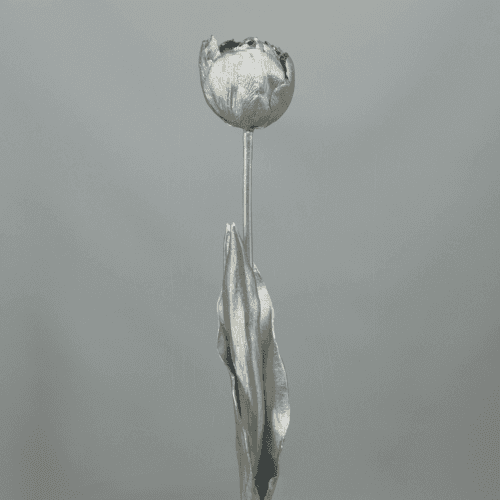 X Tulipán Plata Vieja 