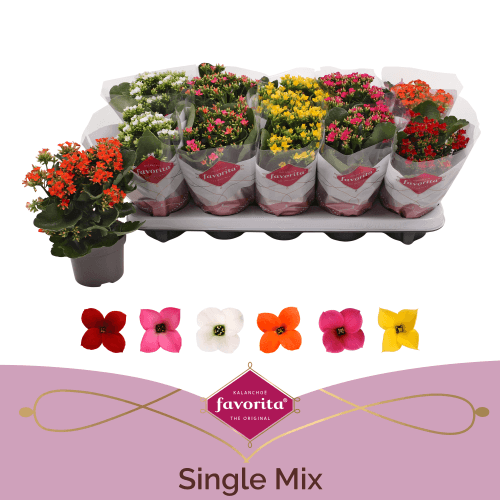 Kalanchoe Favorita, Planta de 22 cm de altura, conjunto de 10 unidades