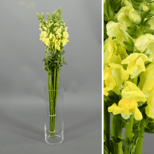 · Antirrinum Yellow, Amarillo