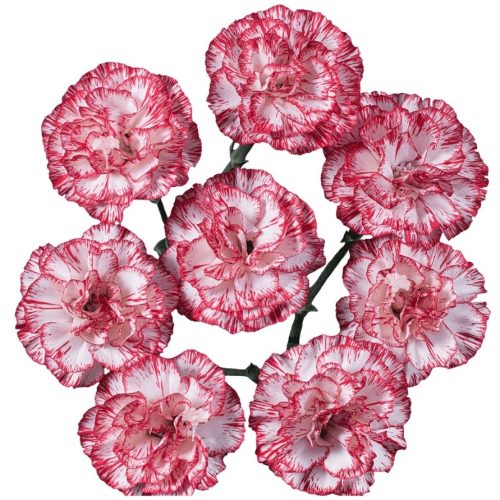 Clavell Mini Bicolor Vermell i Blanc, Flor fresca de 70 cm de llarg, ram de 40 tiges