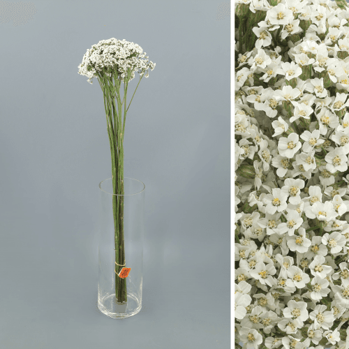 · Achillea Blanca, Blanco