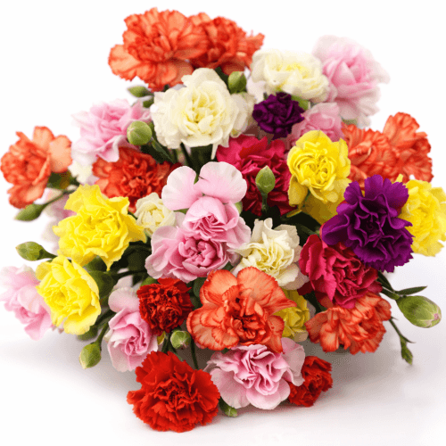 Clavel Mini Rainbow France x 20 stems Select
