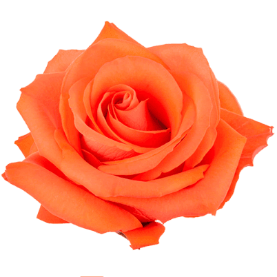 Rosa Alive Extra