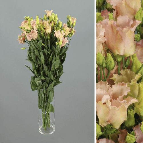 Lisianthus Simple Falda Apricot