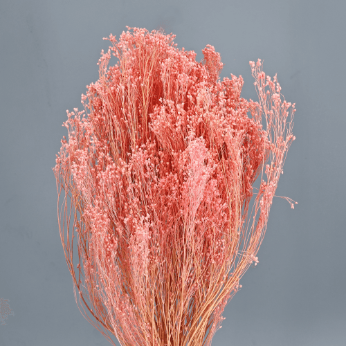 Broom Bloom Seco Rosa