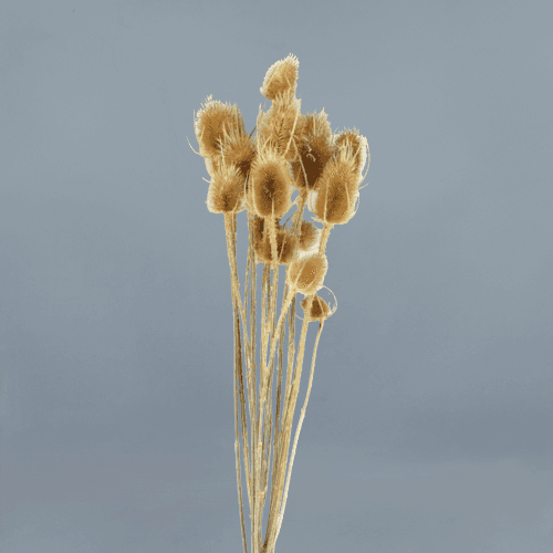 Cardo Palustre Seco