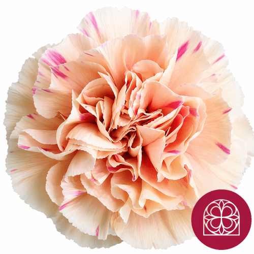 Caixa de 40 Clavells Salmó Apple Tea, Flor fresca de 60 cm de llarg, ram de 40 tiges