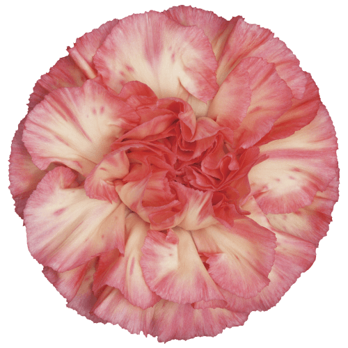 Ramo de 25 claveles Spritz fucsia y amarillo (Dianthus caryophyllus)