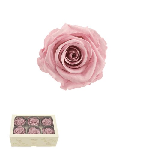 Rosa eterna Rosa Vintage