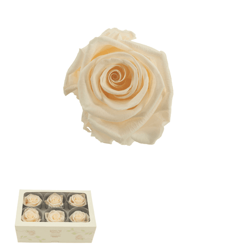 Rosa eterna Melocotón Suave