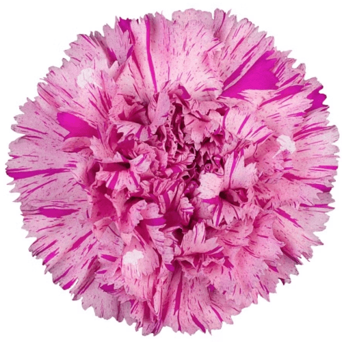 Bouquet de 25 oeillets lavande Jubilee (Dianthus caryophyllus), Fleur fraîche de 50-60 cm de long, 25 tiges