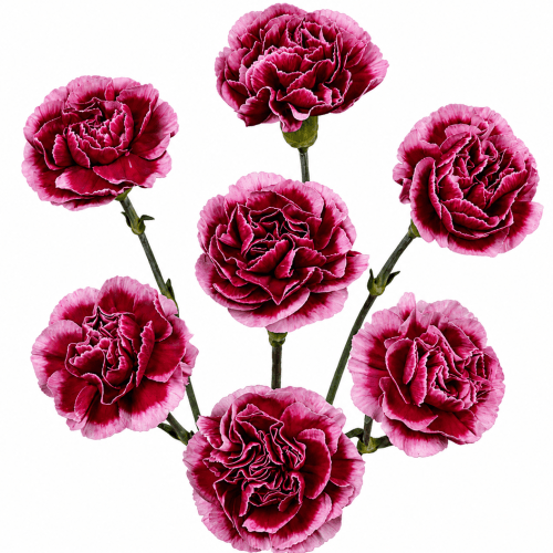 Œillet mini grenat et blanc Tango, Fleur fraîche de 70 cm de long, bouquet de 40 tiges