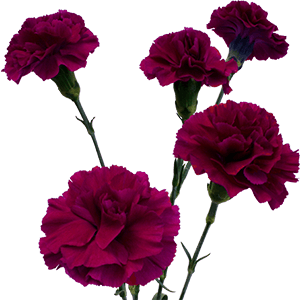 Œillet Mini Violet, Fleur fraîche de 70 cm de long, bouquet de 40 tiges