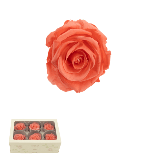 Rosa eterna coral