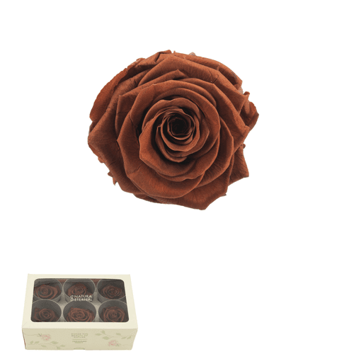 Rose éternelle brun