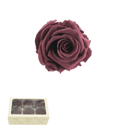 Rosa eterna granate