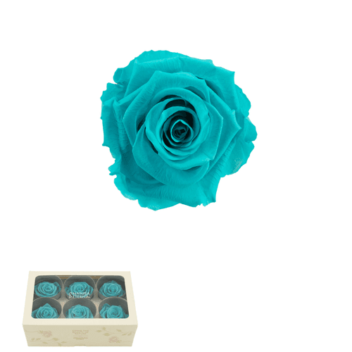 Rosa eterna turquesa