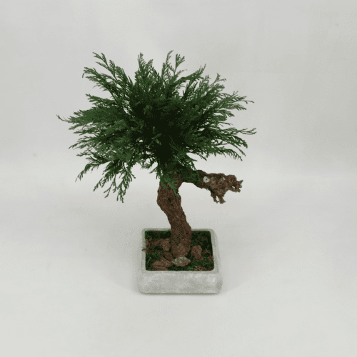 Y Bonsai Santa Dorotea Premium, Verde