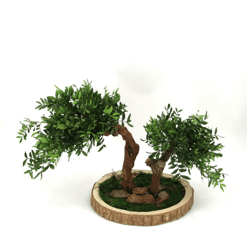 Y Bonsai Santa Dorotea Premium, Verde