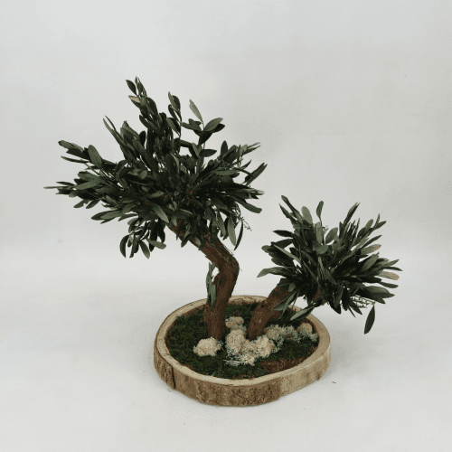 Y Bonsai Olivo preservado Premium, Verde
