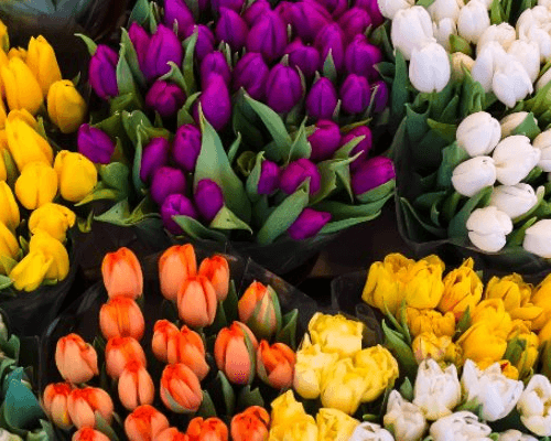 Ramo de 50 tulipanes (Tulipa) variados, 28 cm