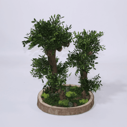 Y Bonsai Tenerife Premium, Verde