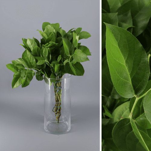 Salal Tips, Verde, 40cm