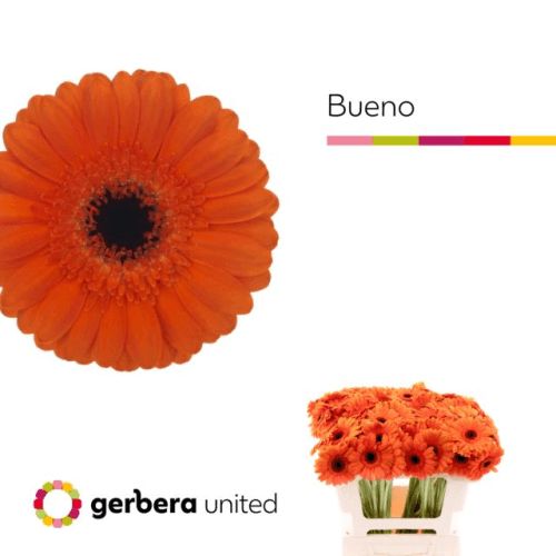 Ramo de 20 xerberas mini Bueno laranxas, Flor fresca de 50 cm de longo, 20 talos