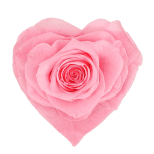 Rosa eterna corazón, Flor preservada de 6 cm de largo