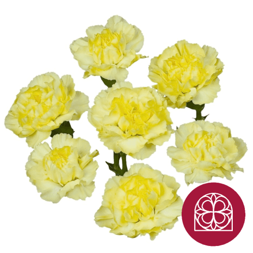 Œillet Mini Jaune, Fleur fraîche de 70 cm de long, bouquet de 20 tiges