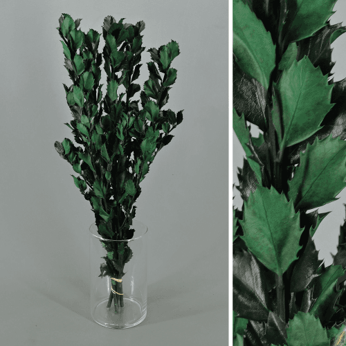 Ilex preservado azul