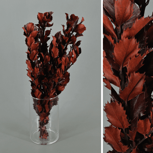 Ilex preservado granate