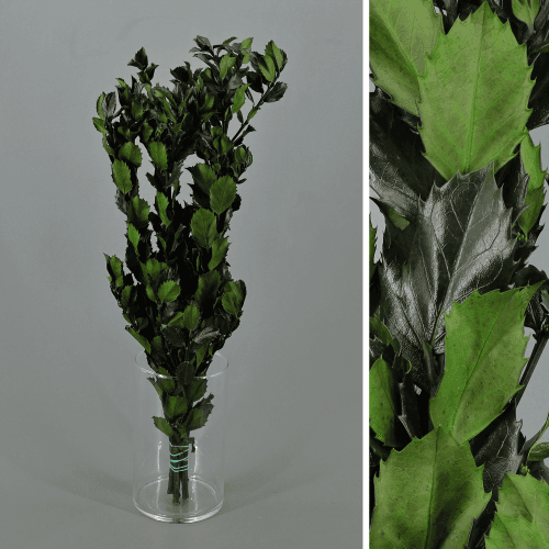 Ilex preservado verde