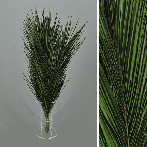Robellini preservada verde