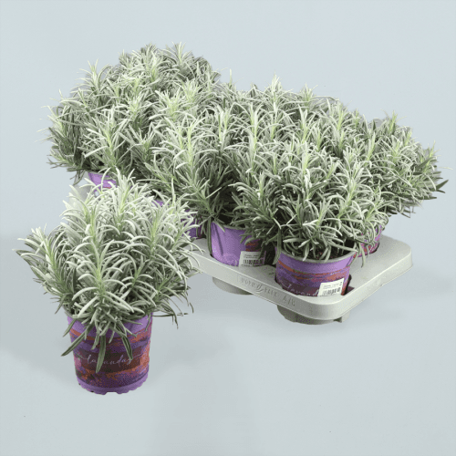 Lavanda (Lavandula Angustifolia) em Vaso, Planta de 25 cm de altura, conjunto de 8 unidades