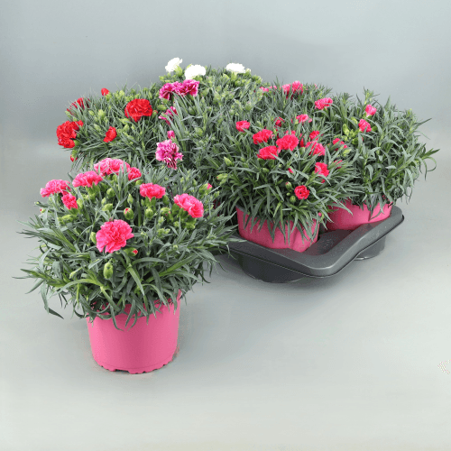 Claveles Carnelia Mix