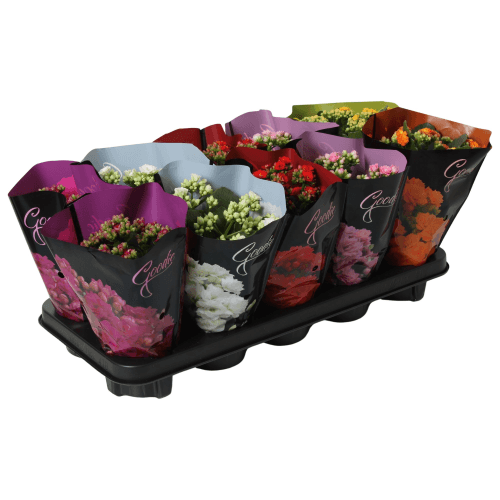 Kalanchoe Du Goodie De Luxe PRO
