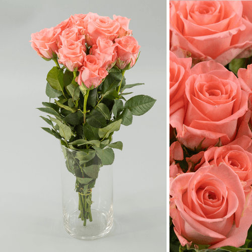 Rose Corail, Fleur fraîche de 40 cm de long, bouquet de 50 tiges