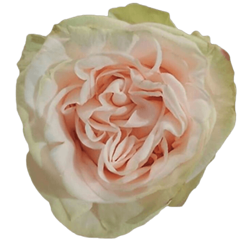 Ramo de 25 rosas de jardim Rosa Garden Spirit creme, Flor fresca de 50 cm de comprimento, 25 hastes