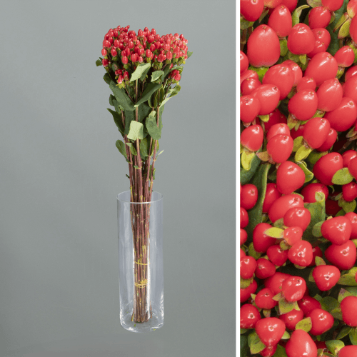 Hypericum Go Top