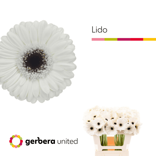Gerbera Mini Lido