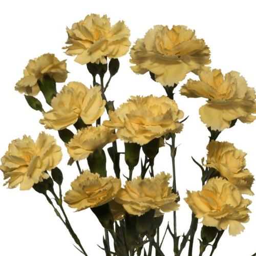 Œillet mini orange clair Sundrop, Fleur fraîche de 70 cm de long, bouquet de 40 tiges