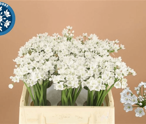 Allium Neapolitanum Flocon, Blanco