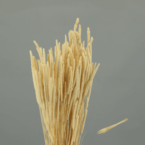 Phleum pratense sec