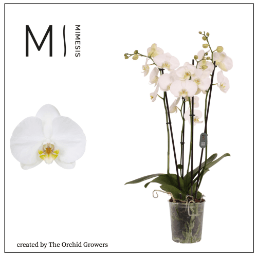 Orchidée Phalaenopsis Nottingham 4 Tiges, Plante de 60 cm de haut